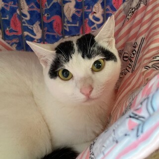 模様が可愛い☆うずらちゃん　1歳