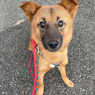 ちょっと怖がりで穏やかな女子「キュン」