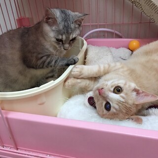 餌やりさんから餌をもらえなくなった子猫達