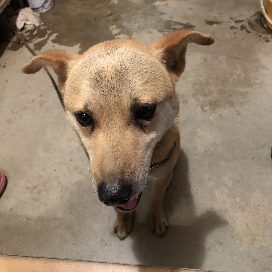 ポチみのカバー写真