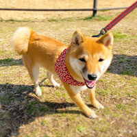 のんちゃん