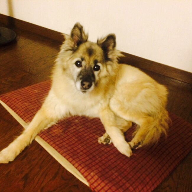 まきこどんどかどんのカバー写真