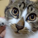 まんまるキジシロ、兄妹？姉弟？