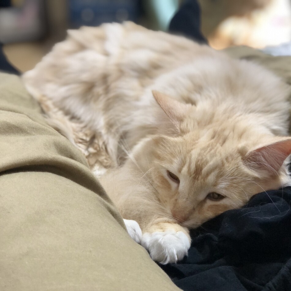 さくらのカバー写真