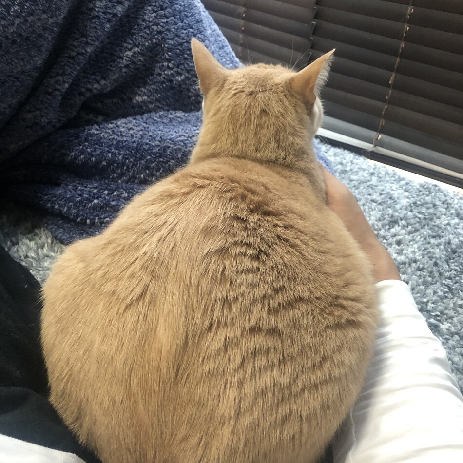 うすけのカバー写真
