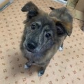 琉球犬Mixの明るく元気いっぱいなハンリーくん★