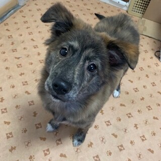 琉球犬Mixの明るく元気いっぱいなハンリーくん★