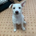 元気いっぱい！とても甘えん坊の男の子、シロくん★