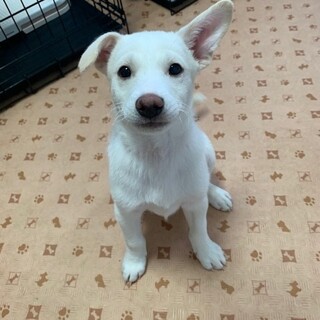 元気いっぱい！とても甘えん坊の男の子、シロくん★
