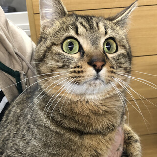 募集一時停止まん丸フォルム男子★ふじ