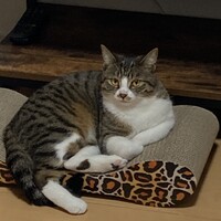 ころね