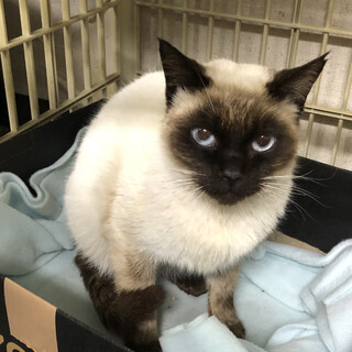 募集一時停止　シャム系ブルーアイズ女子みつり