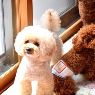 飼い主様が決まりました