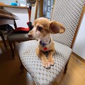 飼育放棄犬9歳のモカちゃん
