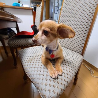 飼育放棄犬9歳のモカちゃん