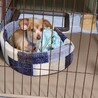 飼育放棄犬9歳のモカちゃん サムネイル2