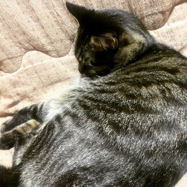 めっちゃ大きく育ってます。まだまだ甘えたのライアン