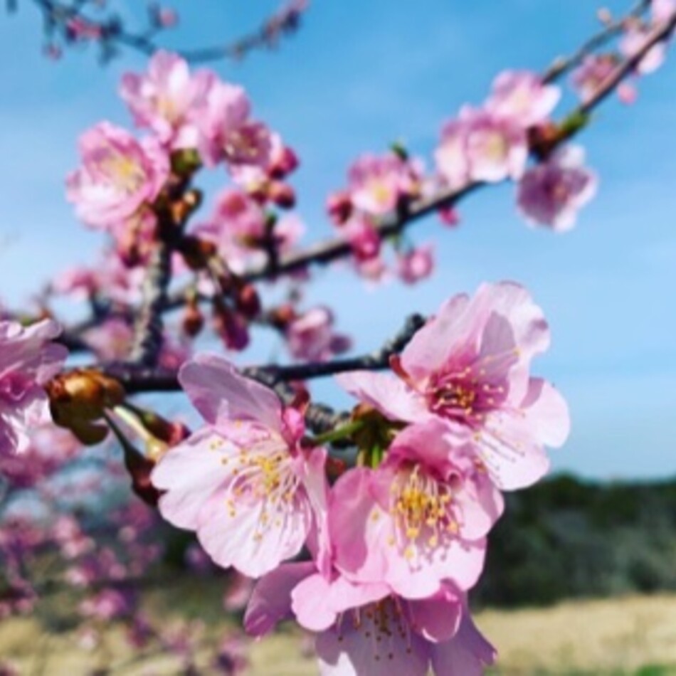 クロスケのカバー写真