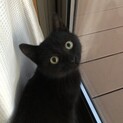 野良の子猫の里親募集です。