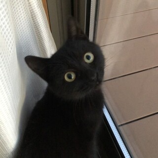 野良の子猫の里親募集です。