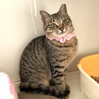 【3/14東銀座】ボンボンちゃん1歳未満♪