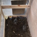 里親募集してます　岡崎おうはん