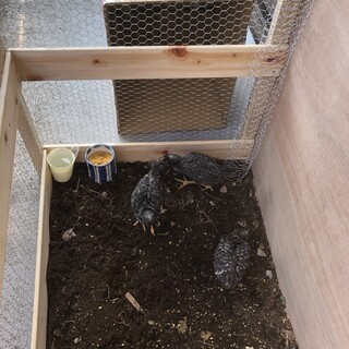 里親募集してます　岡崎おうはん