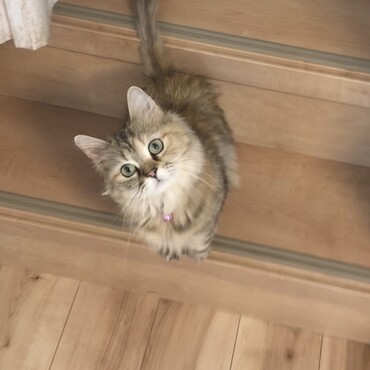 後をくっついて来るナギ