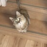 後をくっついて来るナギ