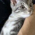 人懐っこい美猫ちゃん