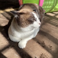 ちび