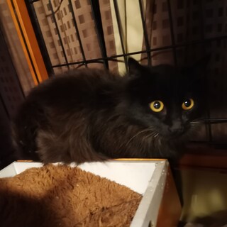 チョコレートペルシャMIX♂1歳半