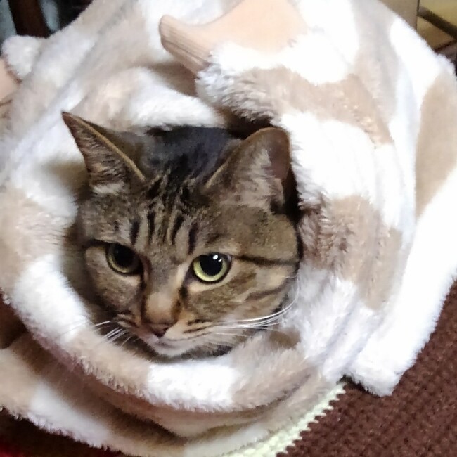 Mattanのカバー写真