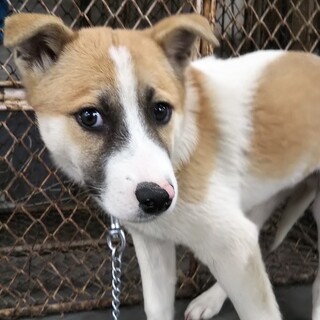 お鼻の模様が独特の野犬子犬ふなお君→相談中！