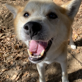 愛嬌たっぷり☆さすけくん