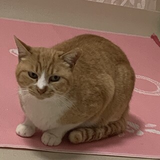 外猫からうち猫訓練始めましたイーブイです