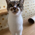 繊細な男の子☆ももたろうくん