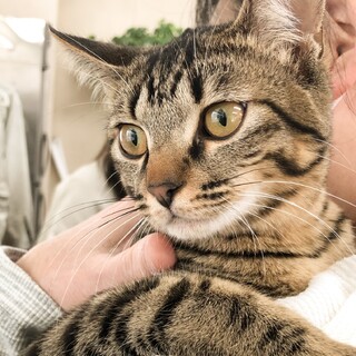 募集一時停止馴れ可愛い❤️キジ柄くっきりてん