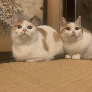 避妊手術済みの三毛猫姉妹