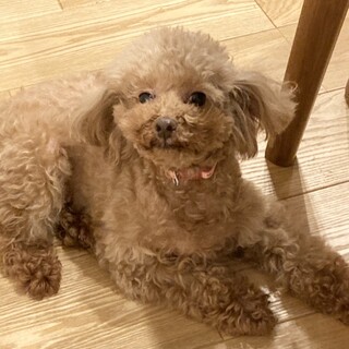 控えめで従順なトイプードルぽぽちゃん♪