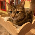猫好きの控えめなキジトラ『チル』
