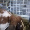保護うさぎ：ミニロップ去勢済み2～3才ロバート サムネイル7