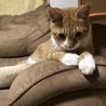元気で甘えん坊な茶トラのモクメくん サムネイル3