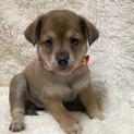 いちごちゃん1.5ヶ月☆中型犬子犬