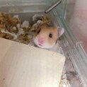 子ハムゴールデンハムスターの里親募集