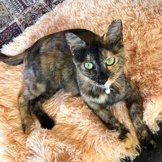 ママだったのに子猫みたいな美人猫