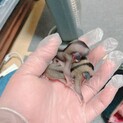 フクロモモンガベビー【募集停止中】
