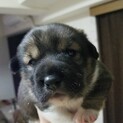 雑種の子犬一ヶ月半