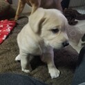 雑種子犬一ヶ月半