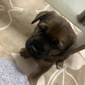 雑種子犬一ヶ月半